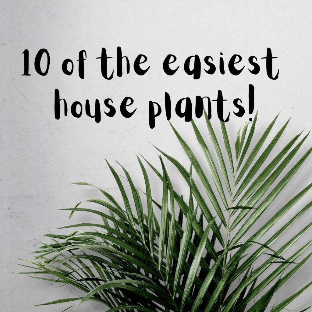 easiest house plants to care for