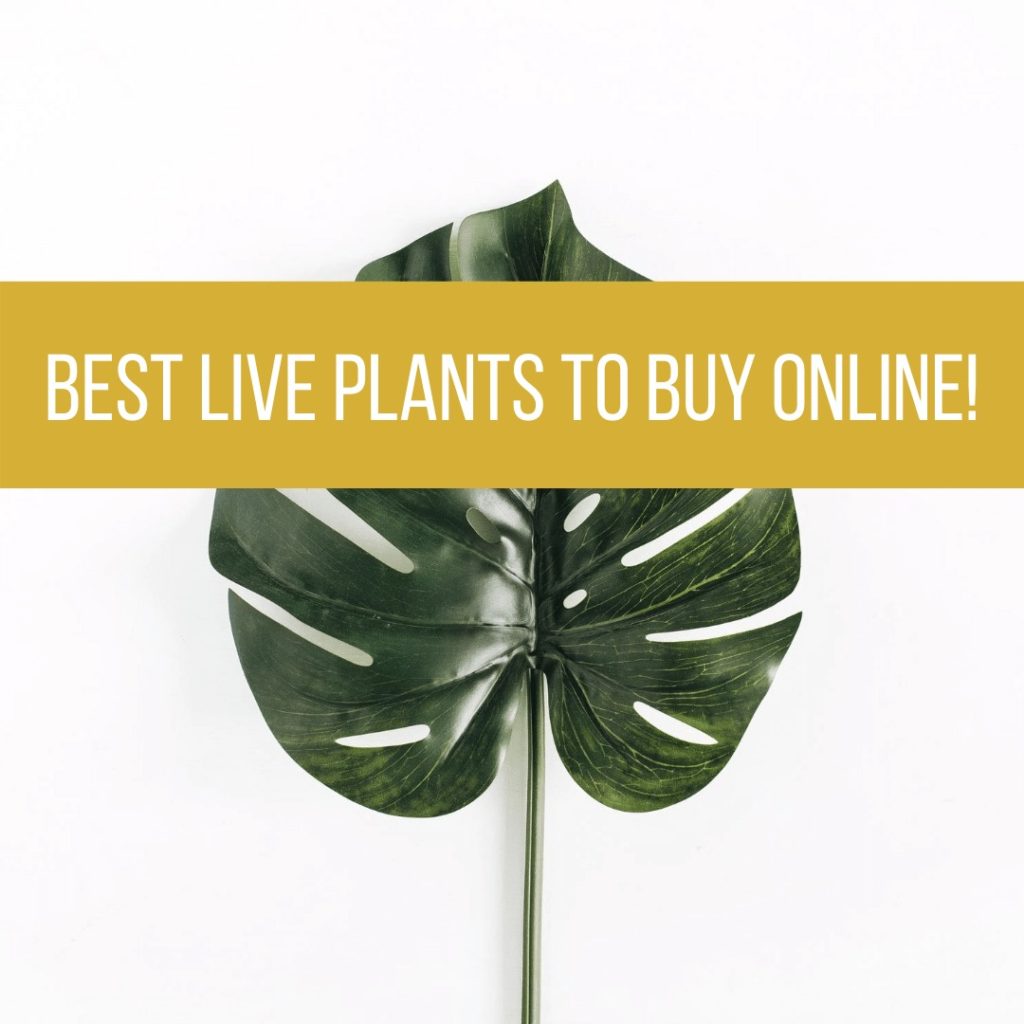 live plants online