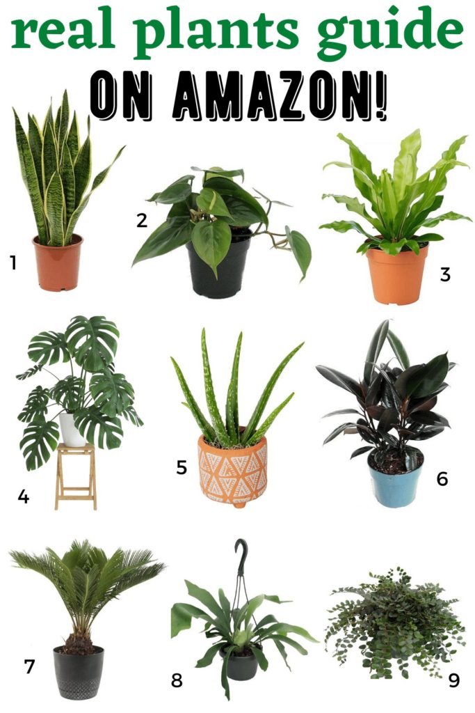 Buying Live Plants Online - Cherrington Chatter Home & Lifestyle