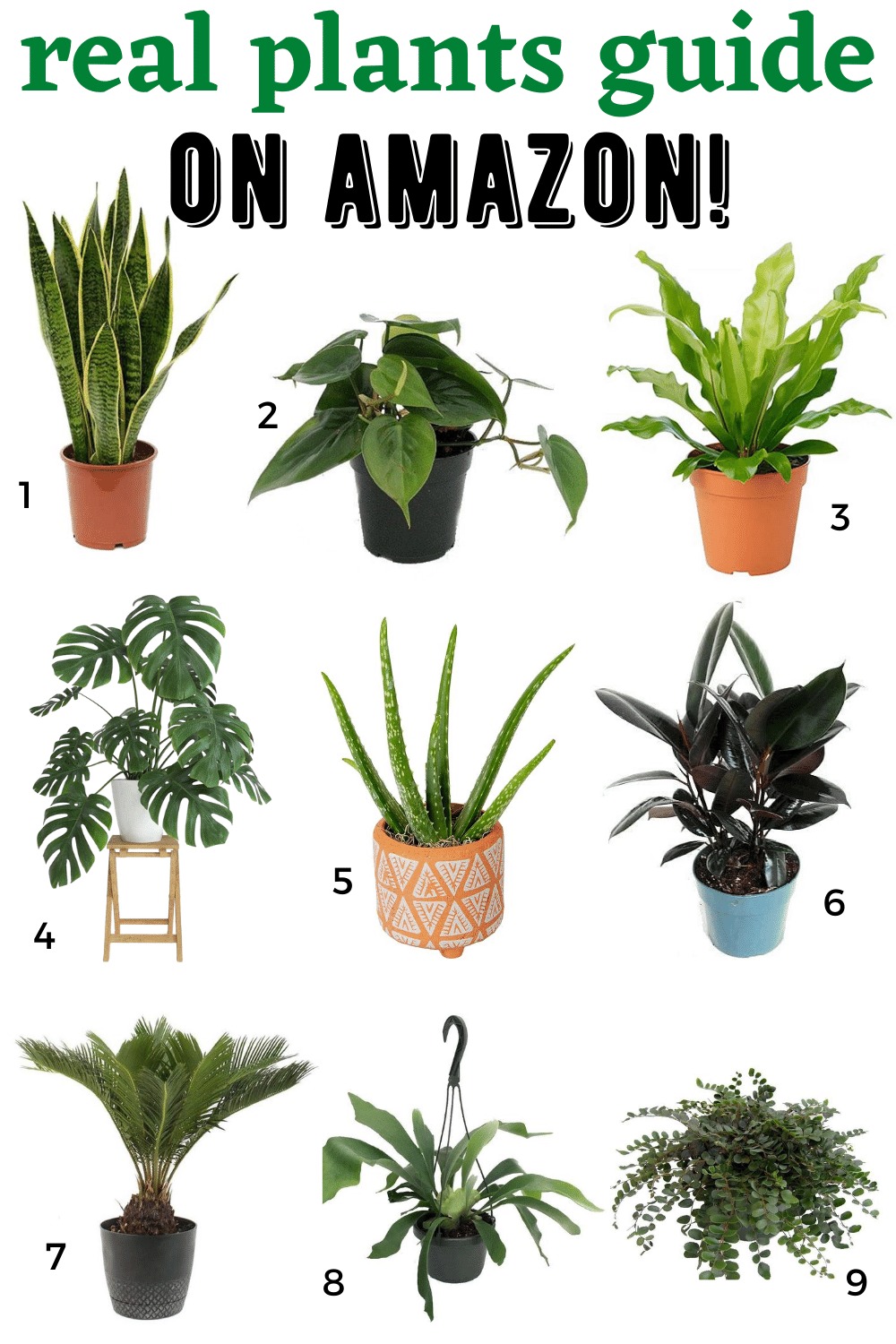 live plants online 